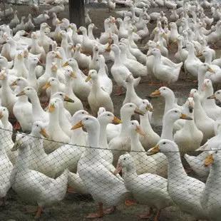 电影《宠爱》曝角色预告 小猫牵线檀健次阚清子终成眷属-panda sports(图2) 熊猫体育