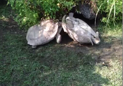 【xiongmao体育】保健品市场也要“保健”(图3) xiongmao体育