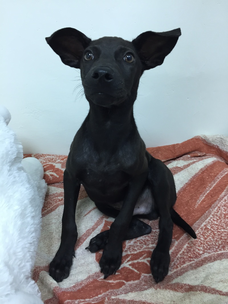 中国华电房地产公司:什么最重要?“panda sports”(图1) panda sports